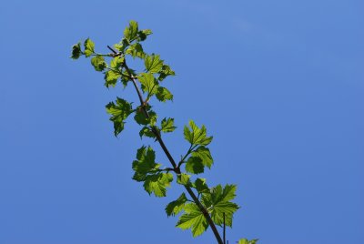 Viburnum opulus 'Roseum' - kalina obecná 'Roseum' - jarní větévka